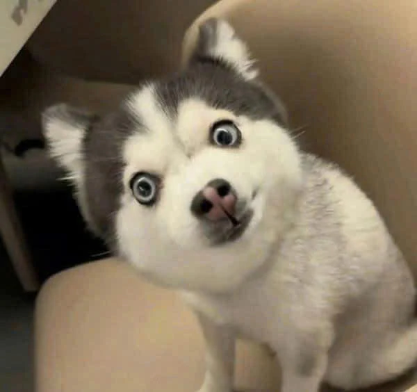 12312 · 1K · 1 m² · 11  Yen 12312 · 1K · 1 m² · 11  Yen